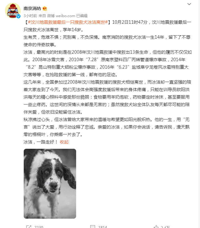 天游平台注册地址汶川地震救援最后一只搜救犬冰洁离世，曾勇救13人！