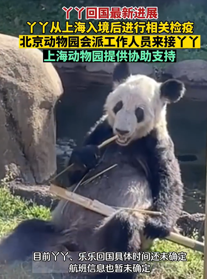 4天后丫丫的起居将移交给中方，上海检疫后将被北京动物园接回！孟菲斯动物园：未经许可不得直播  |