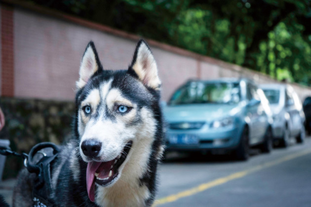 百亿狂犬病疫苗市场博弈症结 疫苗打给狗还是人 每日经济新闻