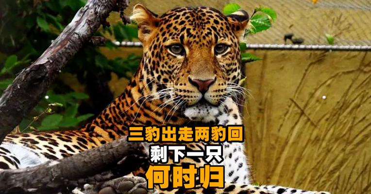 视频丨三豹出走两豹回，剩下一只何时归？