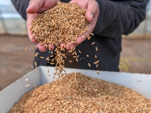 商务部：5月3日至9日食用农产品价格继续回落 生产资料价格整体上涨