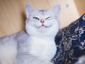 辣眼睛：笑嘻嘻比心心，叶飞再爆公募两大潜规则！又一杀猪盘顶风作案？连续2天准时杀跌停！