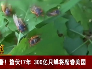 300亿只蝉即将破土而出，席卷美国东部，为何蛰伏17年才从地里钻出来？