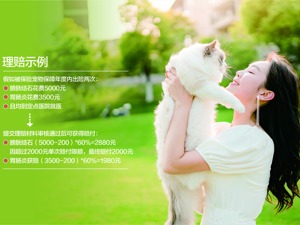 生病动辄花费上千 养宠物堪比养娃！ 给猫猫狗狗买保险 能拯救铲屎官们的钱包吗？