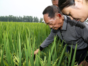 隆平高科相关人士：袁隆平院士目前在医院治疗