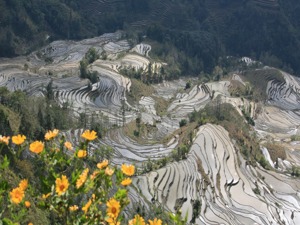 刚刚！联合国发文悼念袁隆平