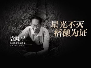 最闪亮的明星，您驻守在五月的稻田里