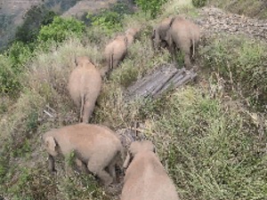 不速之客！野生象群进入云南峨山县城，当地最新公告：40天“肇事”412起，没造成人员伤亡