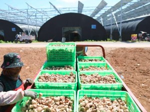 上周食用农产品价格稳中有降 生产资料价格有所回落