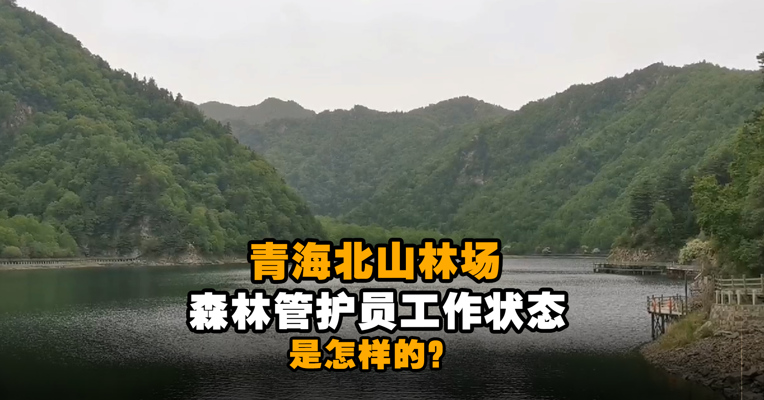 月工资涨了一倍、住宿办公条件均有改善 青海北山林场森林管护员工作状态是怎样的？