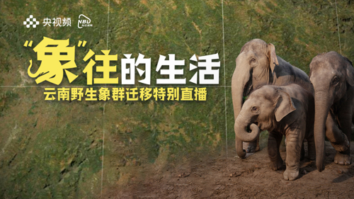 直播丨一起畅聊“象”往的生活