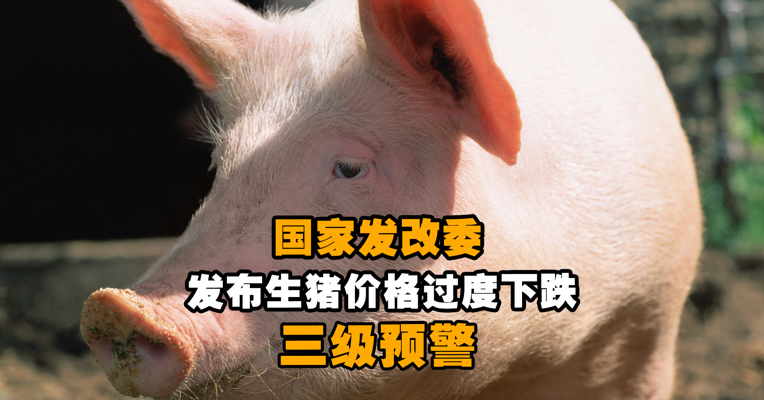 国家发改委发布生猪价格过度下跌三级预警，机构测算：养一头亏200元！“猪茅”市值20天缩水超500亿元