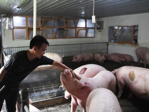 出栏就亏20万元！猪周期下半场还要横盘多久？业内预测：“基本上要到明年5月份左右”