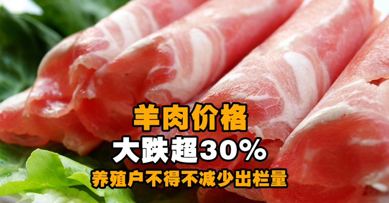 羊肉价格大跌超30%！销量却不如以前！养殖户不得不减少出栏量...