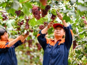 上周食用农产品价格稳中略降 生产资料价格小幅回升
