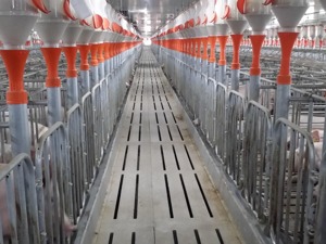 新希望大力平滑猪周期波动风险  从建设为主进入经营为主阶段