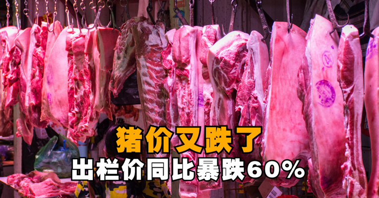 猪价又跌了！出栏价同比暴跌60%