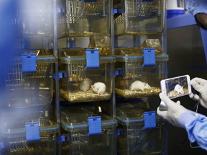 集萃药康闯关科创板：CXO持续火热下，实验小鼠是门好生意吗？