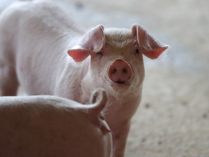商务部：上周食用农产品价格稳中有降 生产资料价格小幅走高