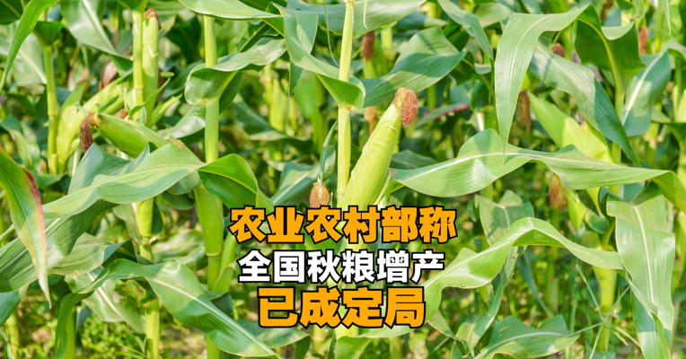 农业农村部：全国秋粮增产已成定局 粮食产量将创新高 