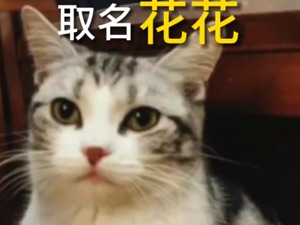 泪目！袁隆平爷爷的猫还在等着他回家……