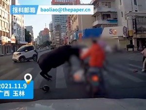 马路上突然闯入水牛将市民顶翻，一路乱窜多人受伤！警方：已击毙