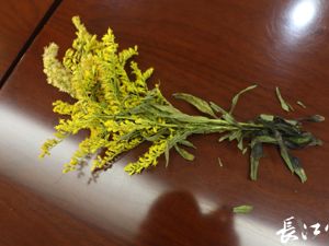 热搜第一！武汉八部门联合防除“加拿大一枝黄花”，市民看到请报告！