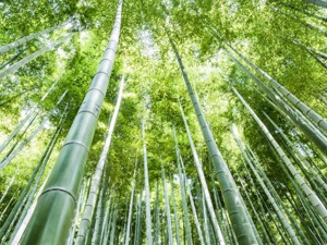 首家竹制品企业登陆北交所 险资关注焦点都在这