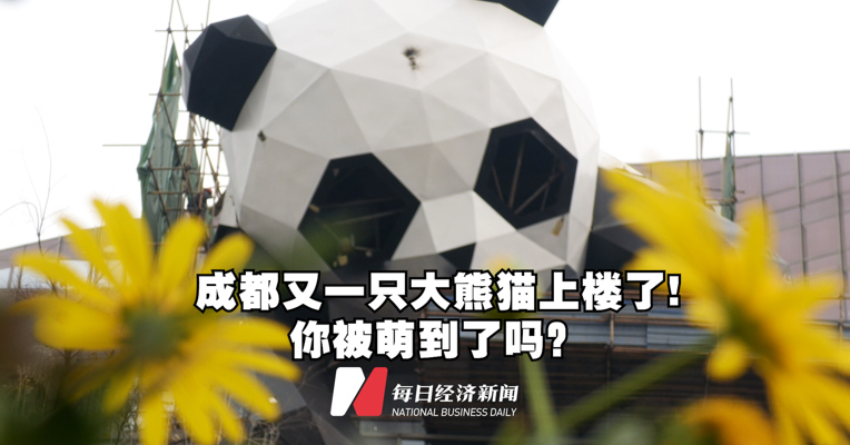 成都又一只大熊猫上楼了！你被萌到了吗？