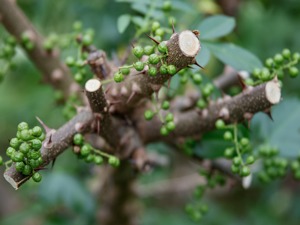 用“青花椒”也要被维权？业内：莫名其妙，央视：更像碰瓷！原告公司回应…