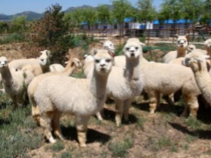 卖羊驼能致富? 新三板申报企业七峰山：一头能卖2.46万元 毛利率60%以上