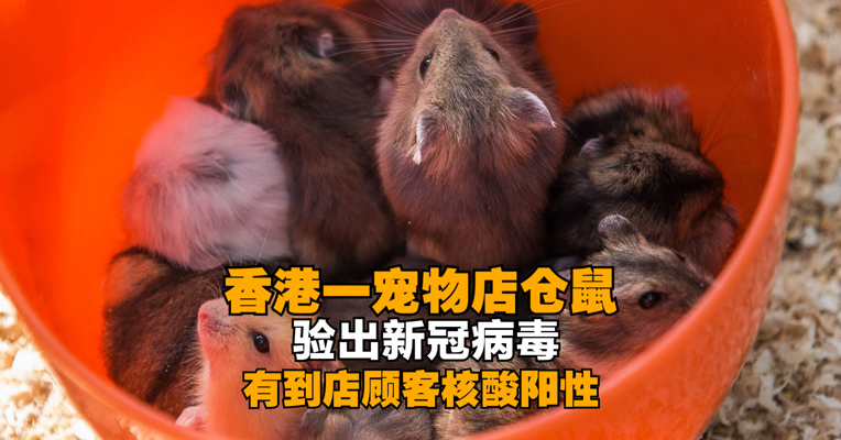香港一宠物店仓鼠验出新冠病毒 有到店顾客核酸阳性