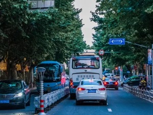 别再让城市里的树随意被“优化”