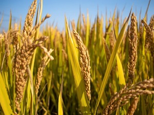 四川省人大启动粮食安全执法检查：法定责任落实、购销领域监管是重点