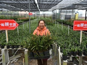 拼多多的“花花世界”：“农地云拼”助花农增收，让购花更实惠
