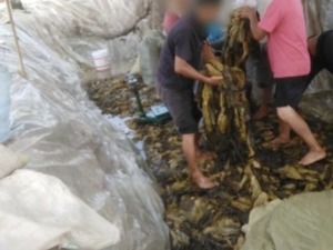 3·15晚会曝光的插旗菜业：创始人被称为“芥菜大王”，芥菜做成酸菜包让收益涨十倍