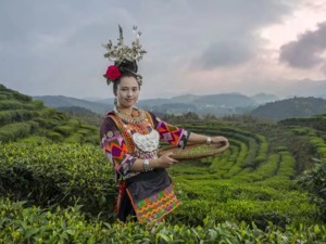 贵州丹寨：认领茶园认出一个茶产业