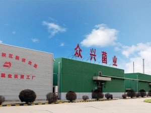 巷观年报〡众兴菌业净利润降70.91%，年复合增长仅营收一半，主营产品毛利率腰斩过半