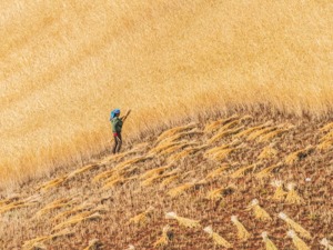 “粮仓”乌克兰播种面积预期减少30%，全球这场“粮食保卫战”该如何进行？