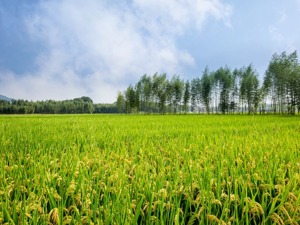 四川出台《现代农业园区条例》 鼓励把加强粮食生产摆到突出位置