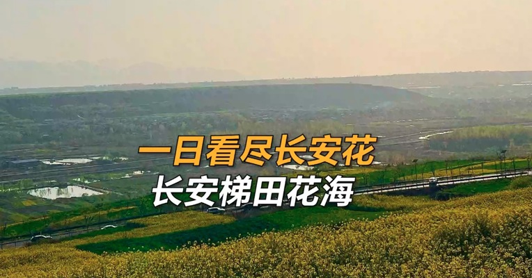 一日看尽长安花，长安油菜花梯田