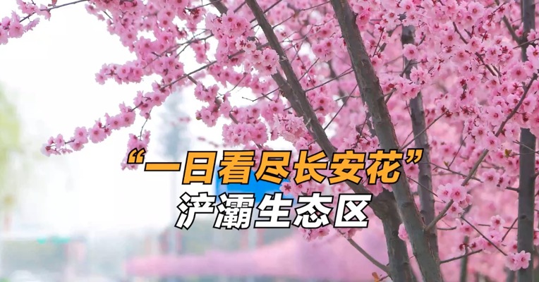 一日看尽长安花，寻春西安浐灞生态区 
