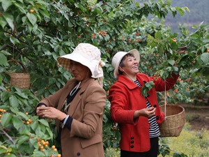 从卖不出去到不愁卖，小樱桃如何成为大凉山深处的富民产业？