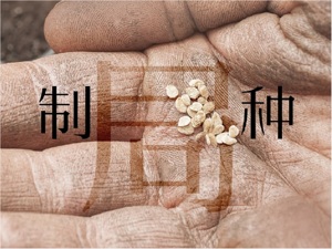 攥紧“中国种子”