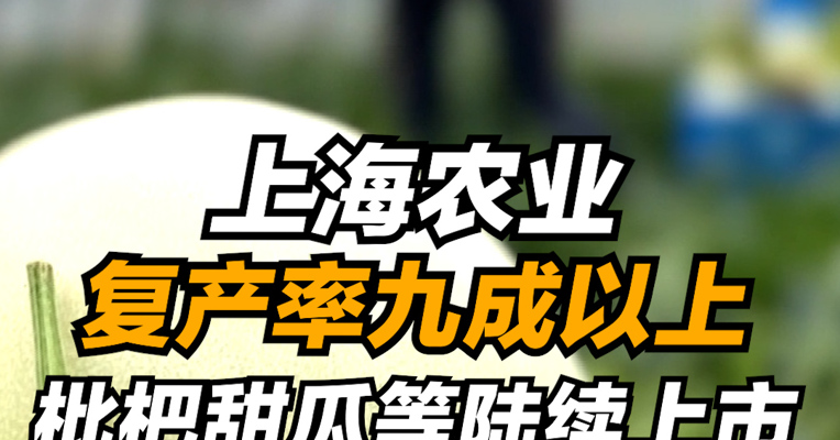 复工零距离 | 上海农业复产率九成以上 枇杷甜瓜等陆续上市