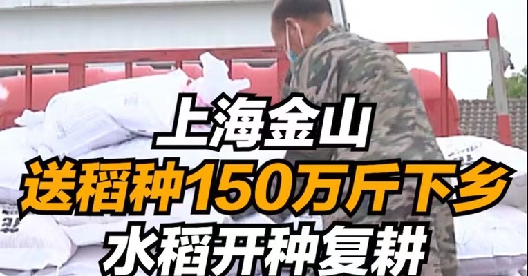 复工零距离｜上海金山送稻种150万斤下乡，水稻开种复耕
