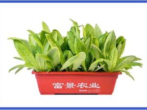 富景中国冲刺“盆栽蔬菜第一股”：去年收入全部来自分销商，小盆栽能有大前景吗