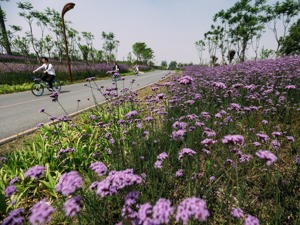 公园城市示范区建设“路线图”出炉，成都如何“将全域建设为一座大公园”？