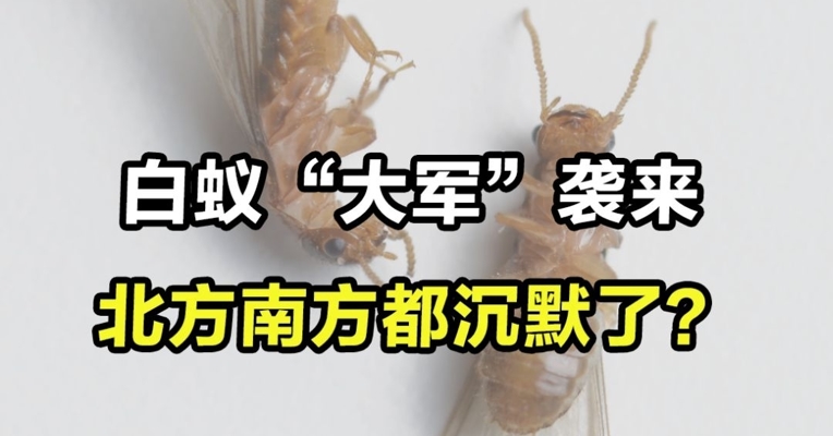 白蚁“大军”袭来，北方南方都沉默了？