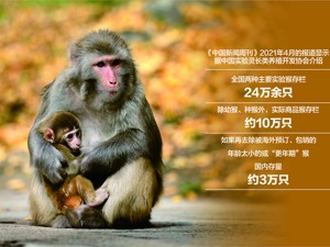 超过15万一只，实验猴价格5年涨8倍